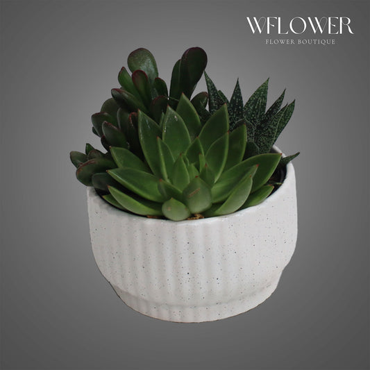 Mixed Succulent Garden, approx. 8 in tall potted indoor plant