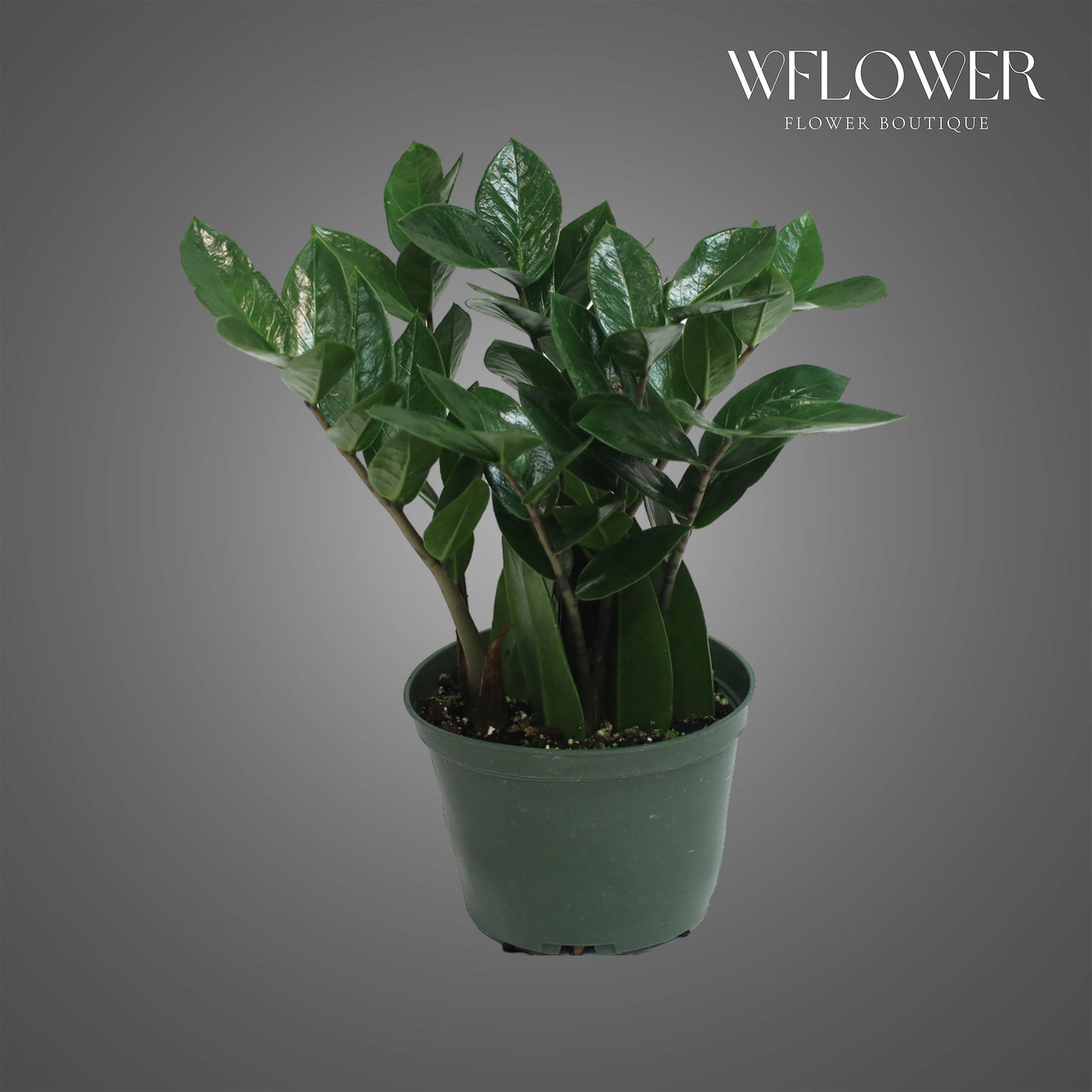 ZZ Plant, approx. 1 ft tall potted indoor plant