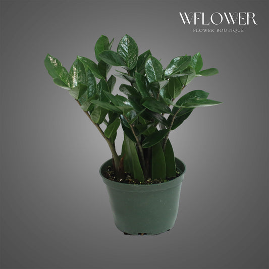 ZZ Plant, approx. 1 ft tall potted indoor plant