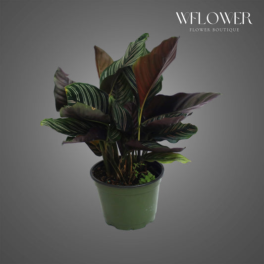 Pinstripe Calathea, approx. 1 ft tall potted indoor plant