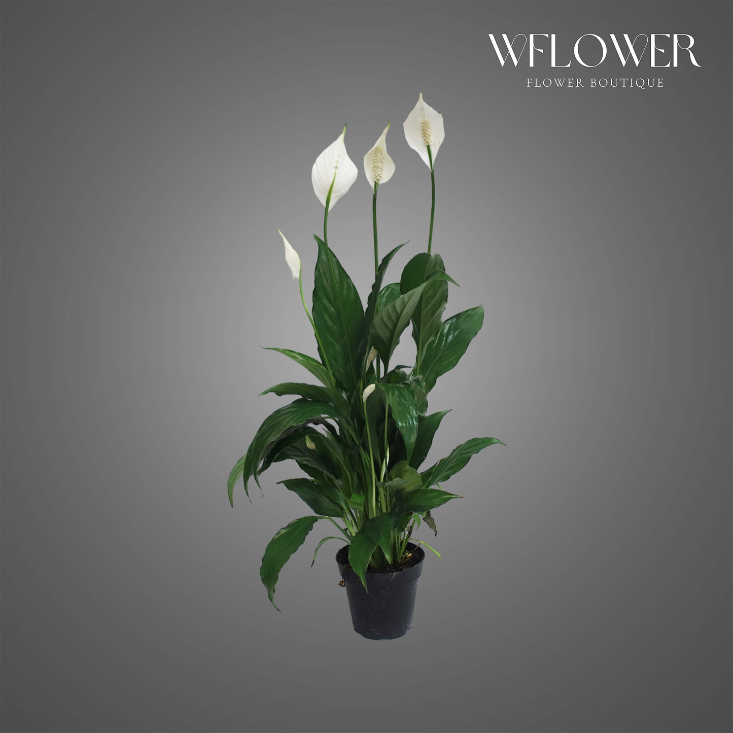 Peace Lily, approx. 2 ft tall potted indoor plant