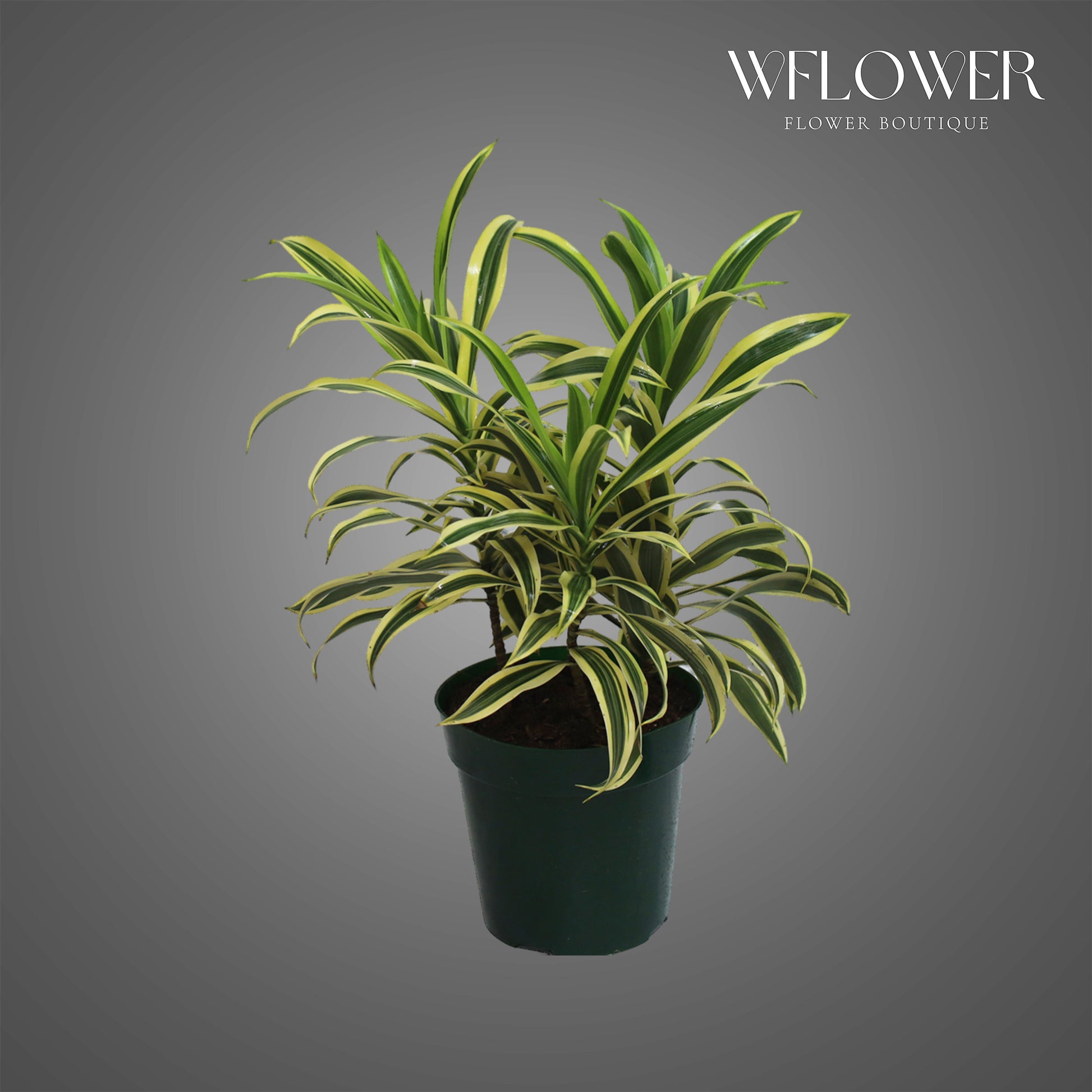 Song of India Dracaena, approx. 1 ft tall potted indoor plant