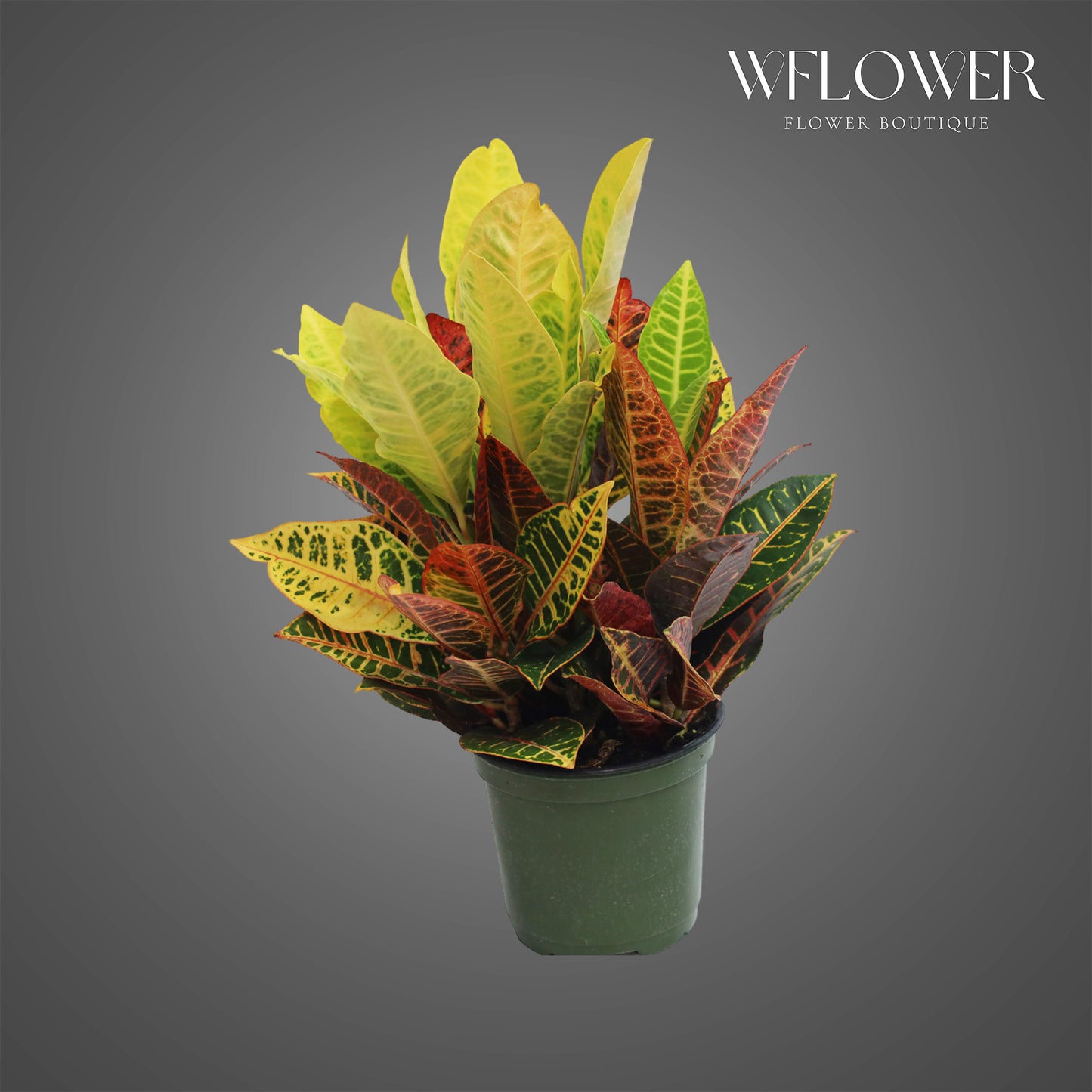 Croton Petra, approx. 1 ft tall potted indoor plant