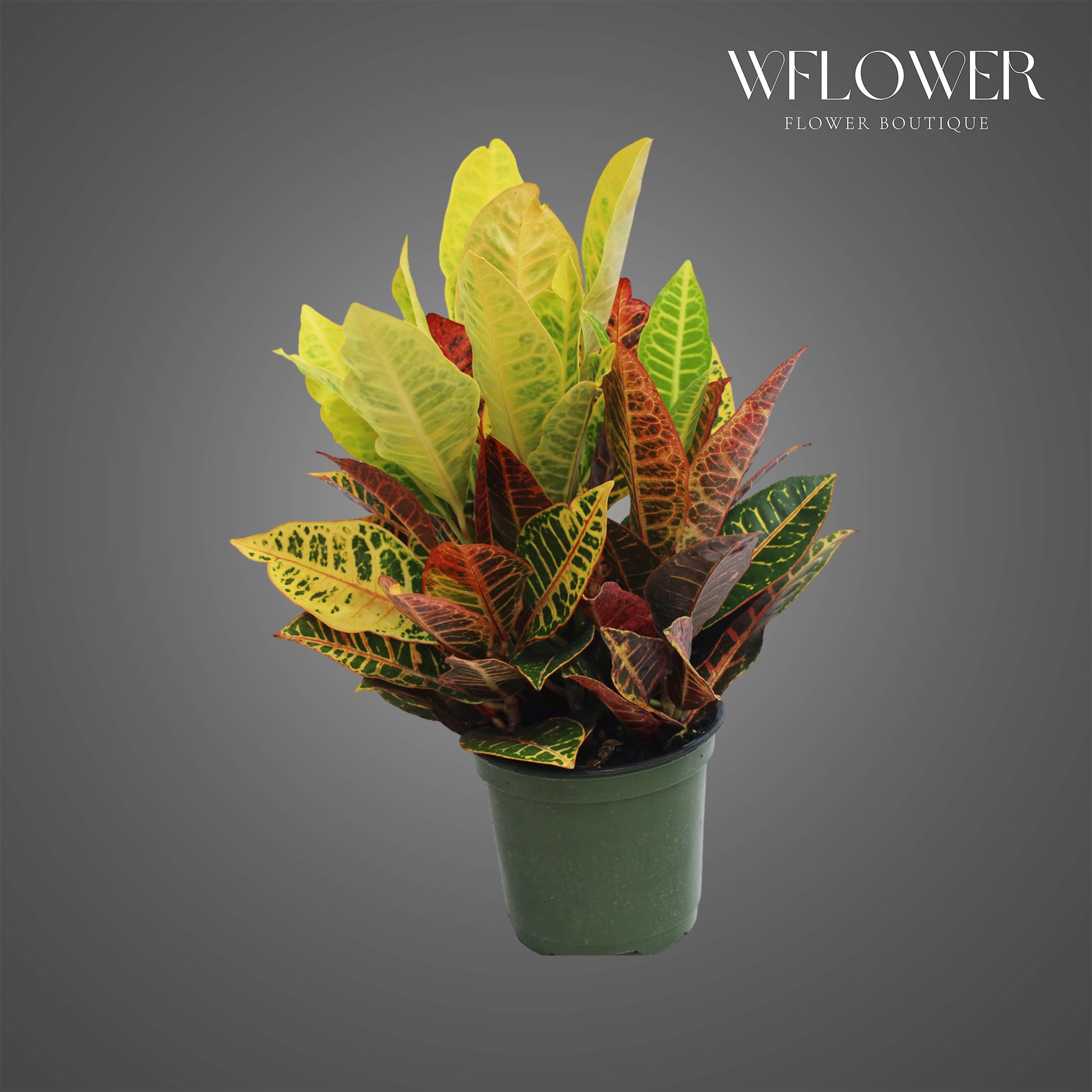 Croton Petra, approx. 1 ft tall potted indoor plant