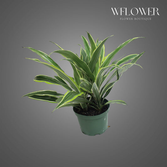 Dracaena Warneckii, approx. 1 ft tall potted indoor plant
