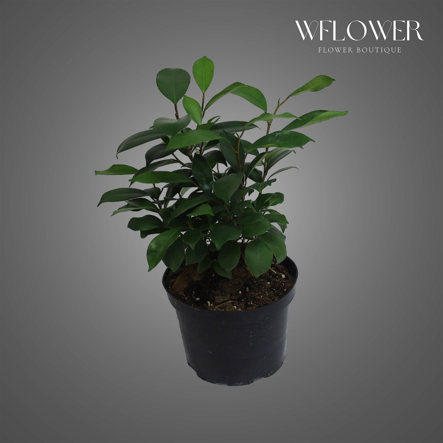 Green Island Ficus, approx. 1 ft tall potted indoor plant