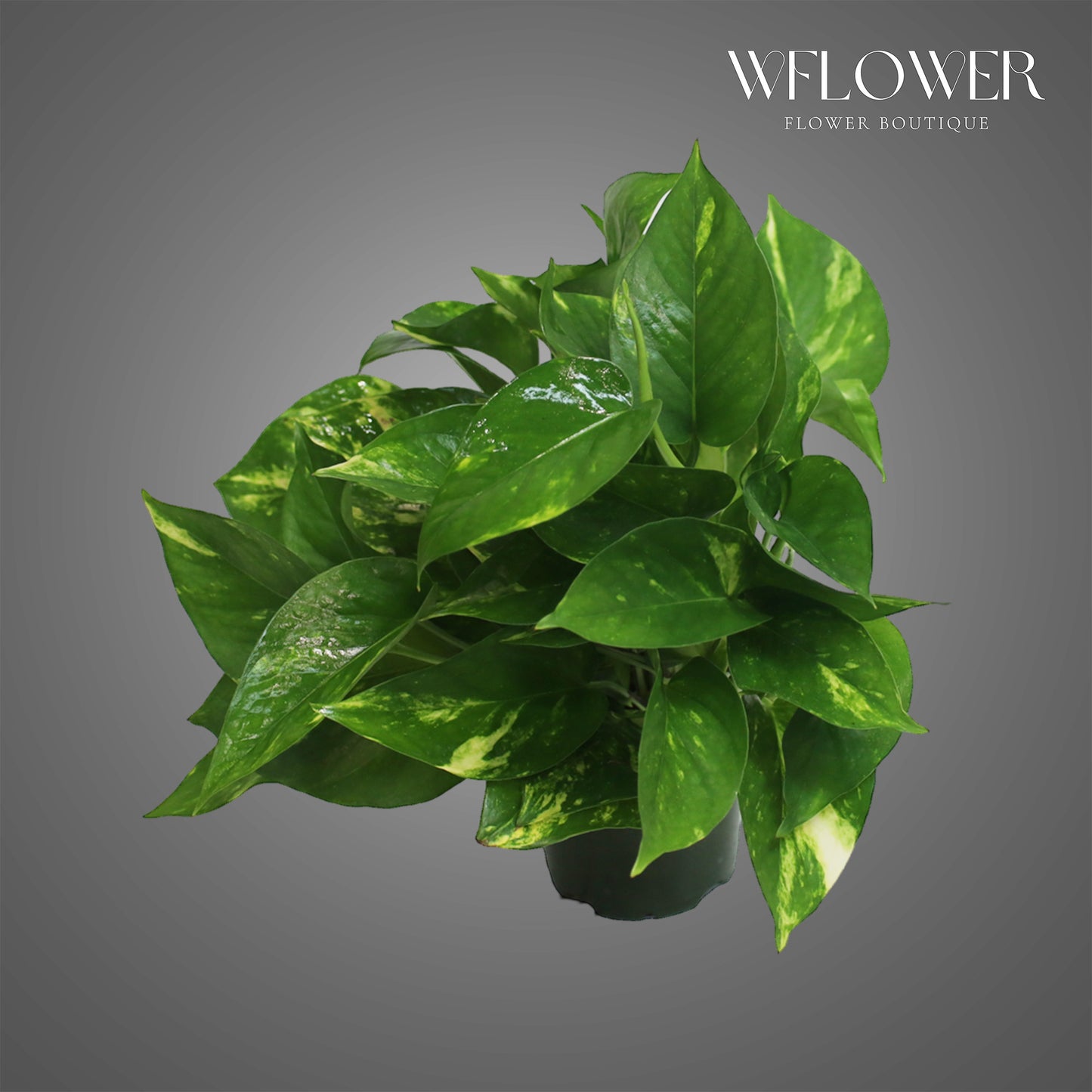Golden Pothos, approx. 1 ft tall potted indoor plant