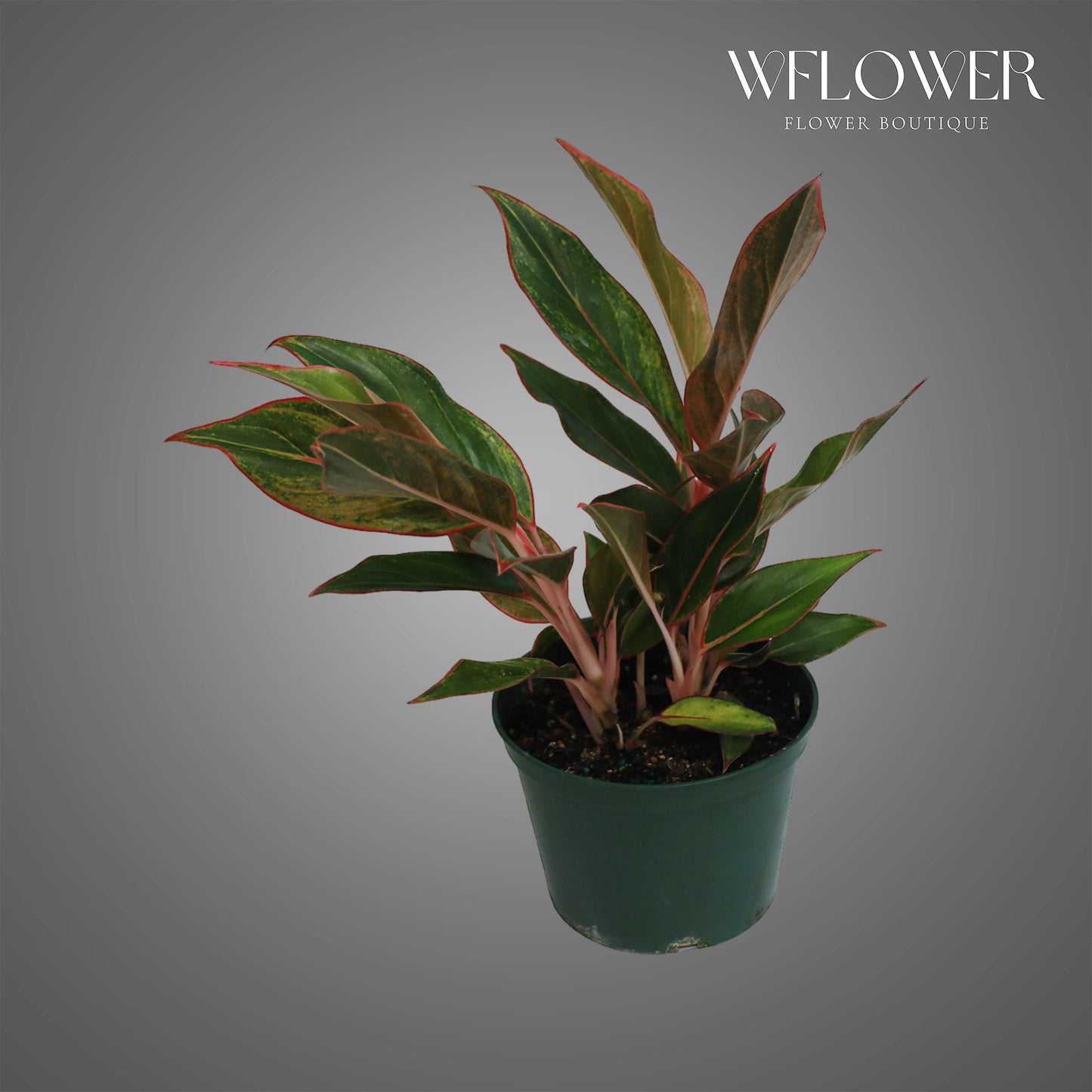 Aglaonema Siam Aurora, approx. 1 ft tall potted indoor plant