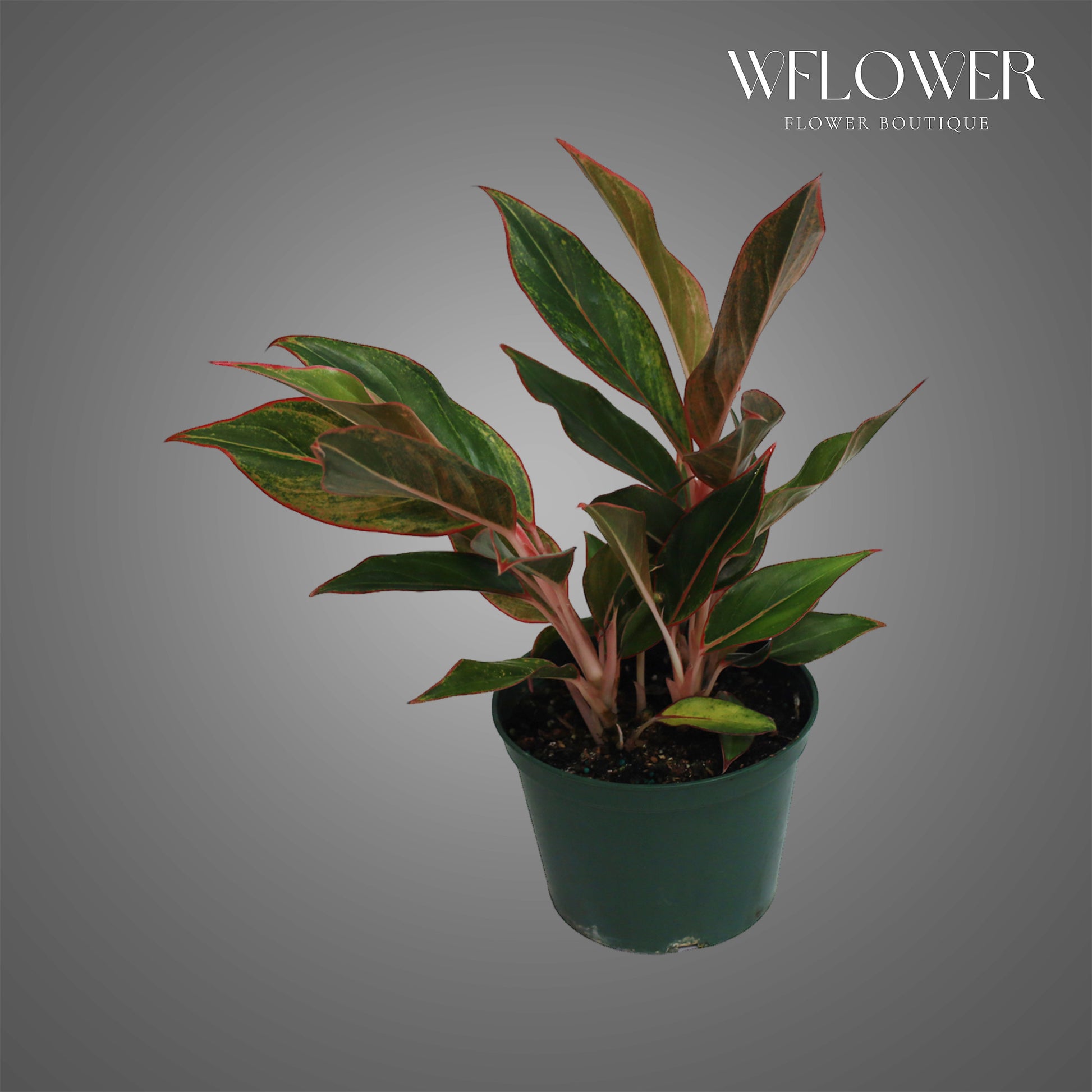Aglaonema Siam Aurora, approx. 1 ft tall potted indoor plant