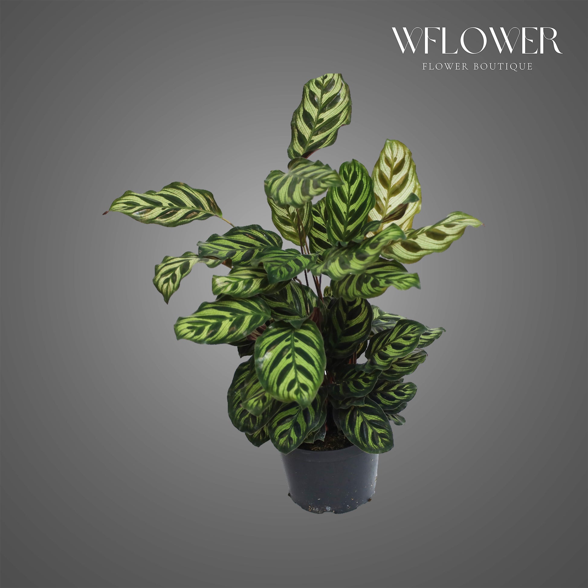 Peacock Calathea, approx. 1.5 ft tall potted indoor plant