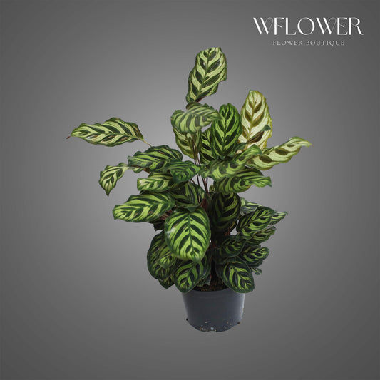 Peacock Calathea, approx. 1.5 ft tall potted indoor plant