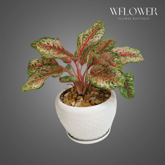 Pink Aglaonema, approx. 1 ft tall potted indoor plant