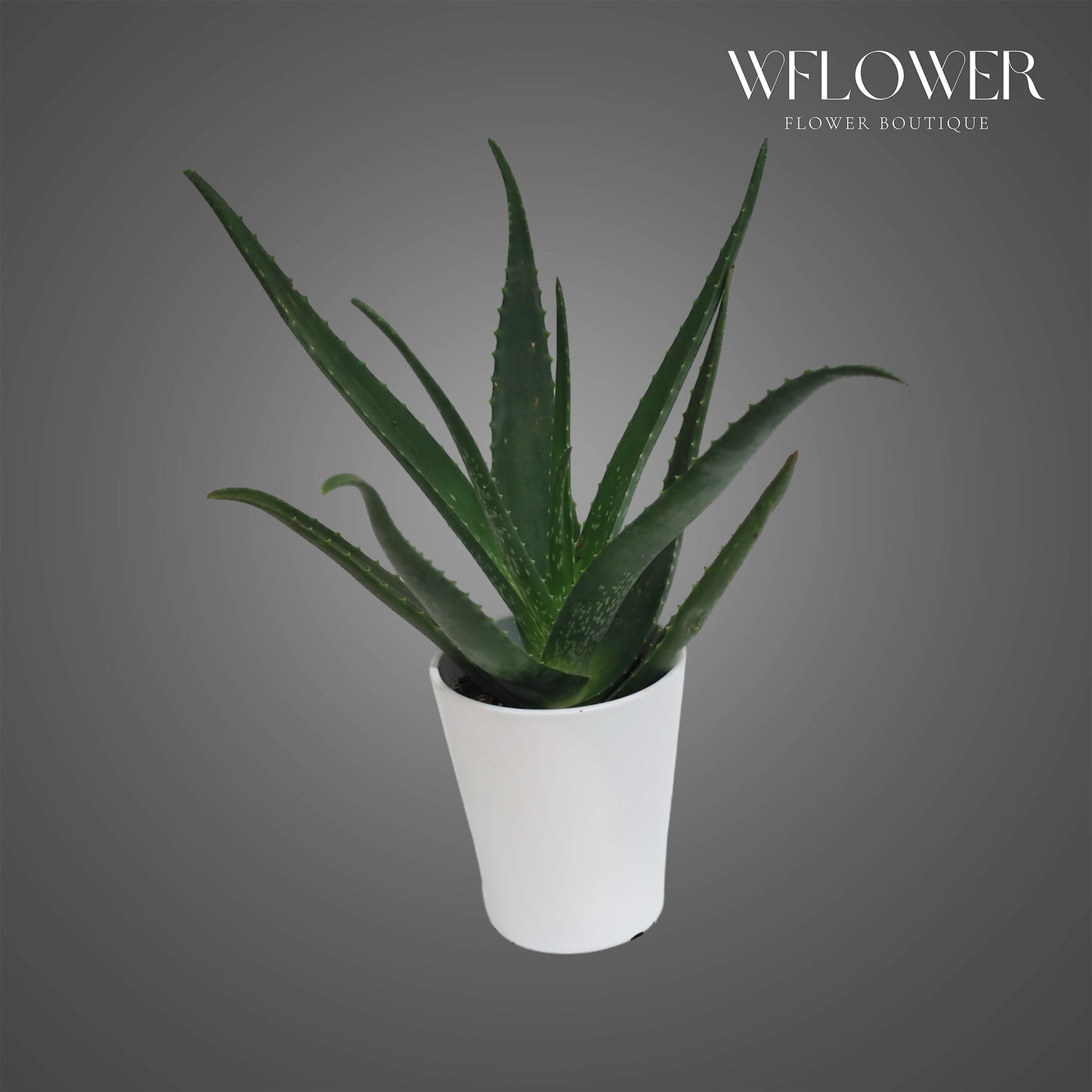 Aloe Vera, approx. 1.5 ft tall potted indoor plant