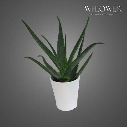 Aloe Vera, approx. 1.5 ft tall potted indoor plant