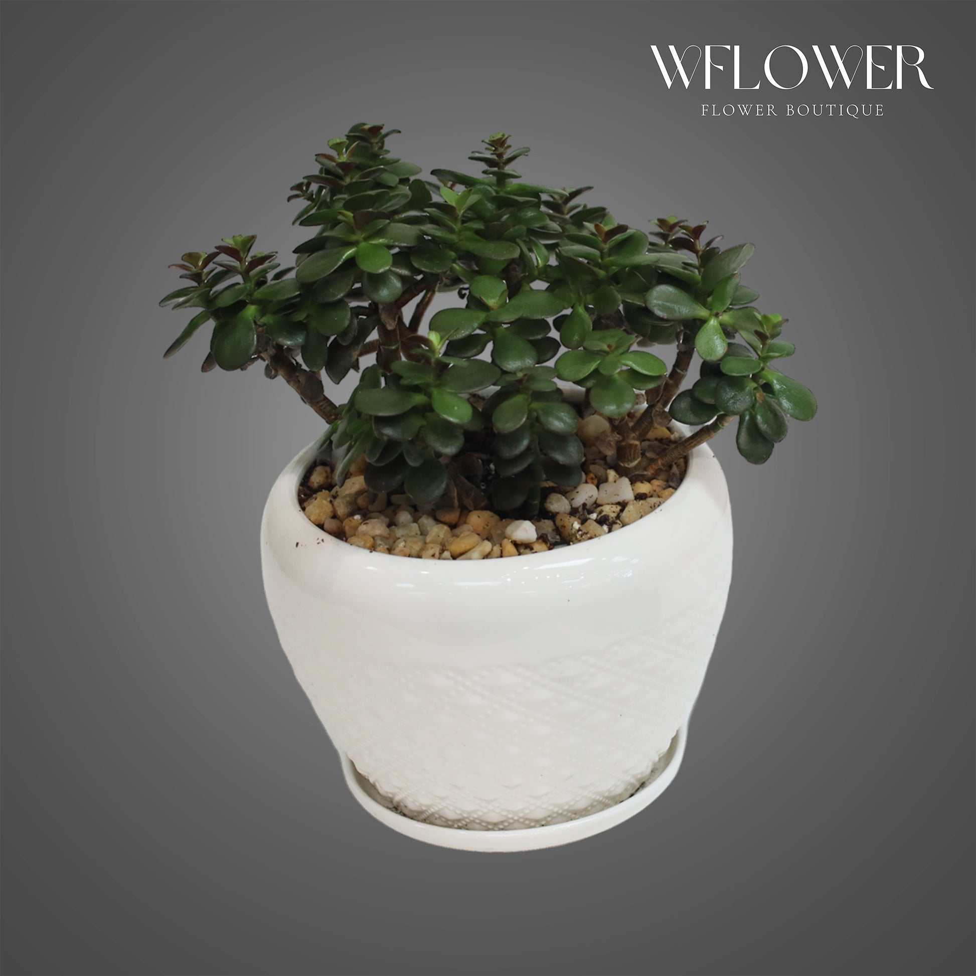 Jade Plant, approx. 1 ft tall potted indoor plant