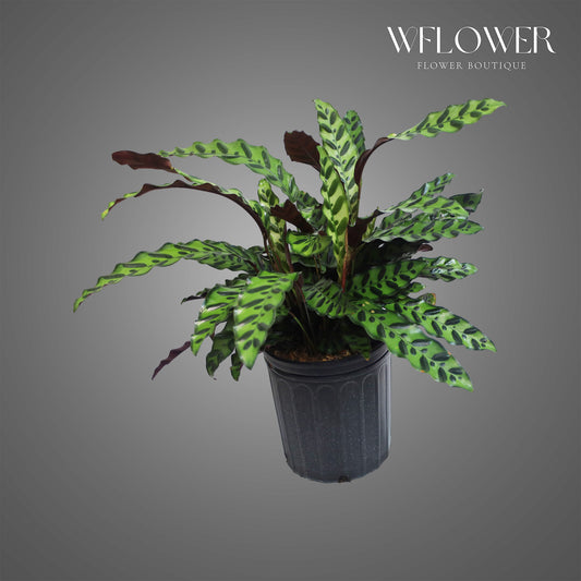 Rattlesnake Calathea, approx. 2 ft tall potted indoor plant