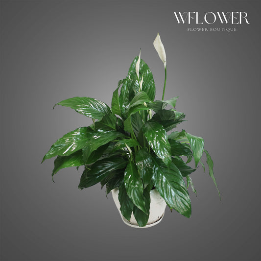 Peace Lily in White Ceramic Pot, approx. 2 ft tall potted indoor plant