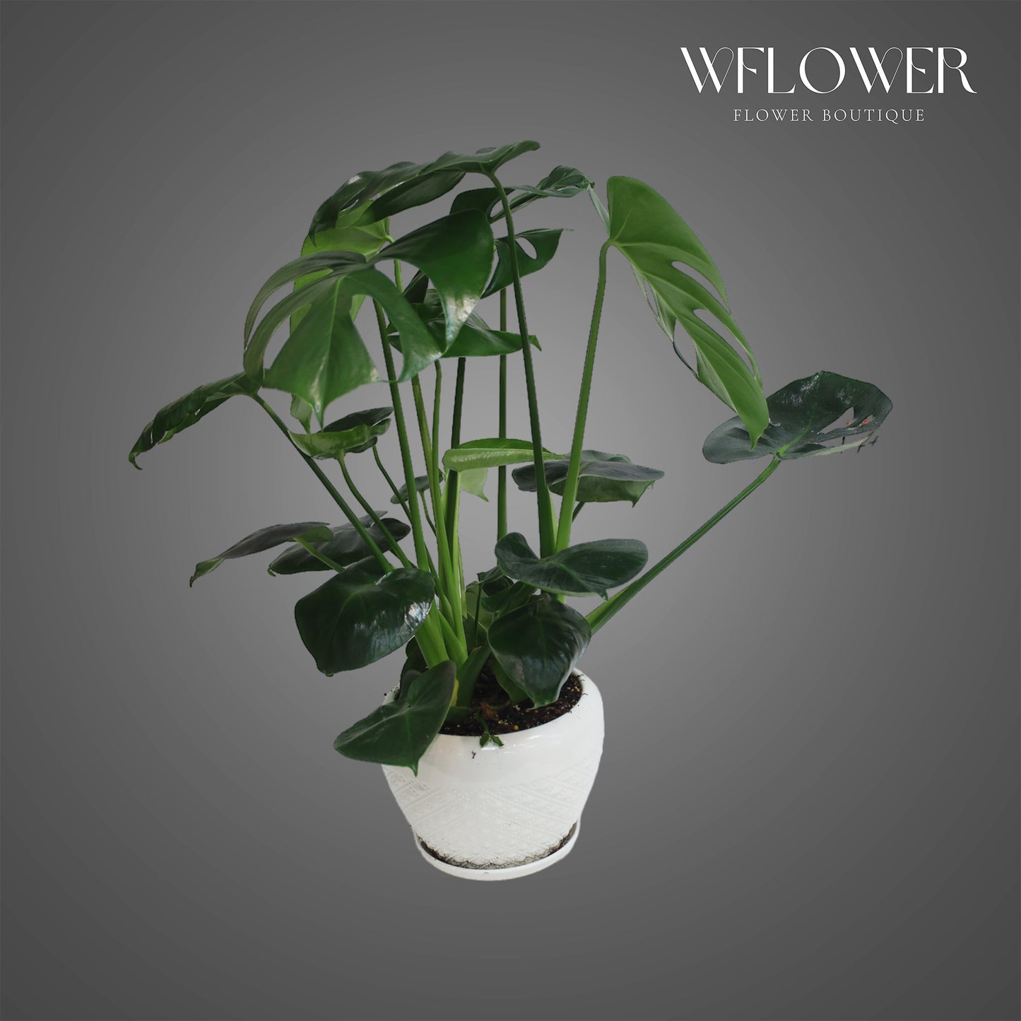 Monstera Deliciosa in White Ceramic Pot, approx. 2 ft tall potted indoor plant