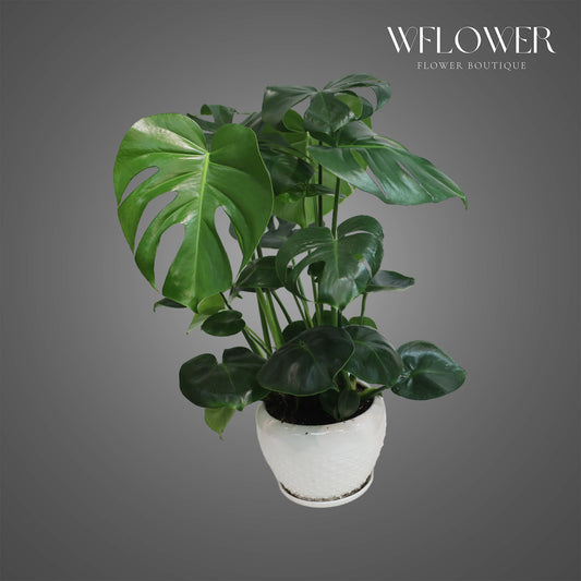 Full Monstera Deliciosa in White Ceramic Pot, approx. 2 ft tall potted indoor plant