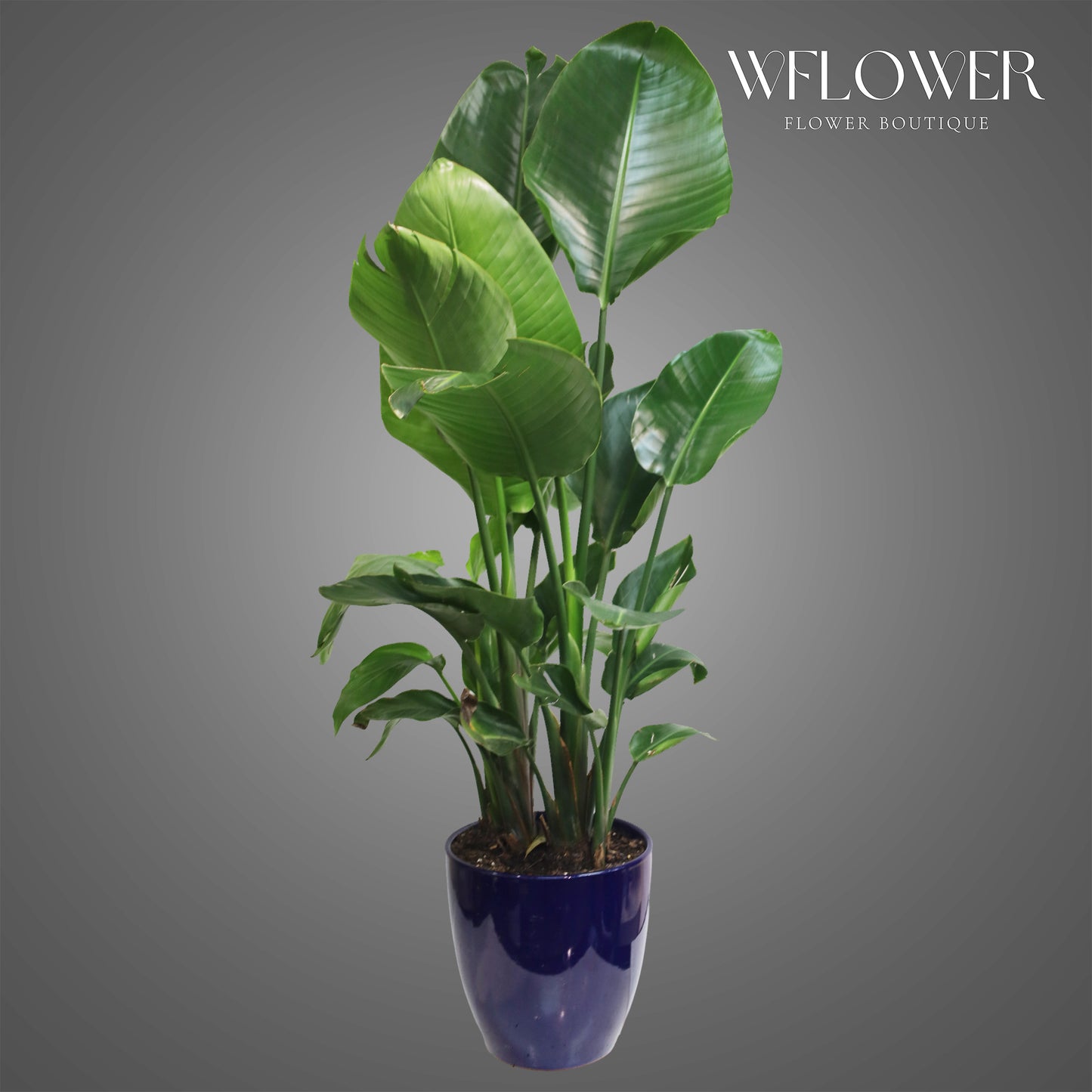 Bird of Paradise in Blue Ceramic Pot, 4.2 ft tall potted indoor plant