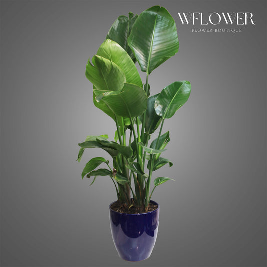 Bird of Paradise in Blue Ceramic Pot, 4.2 ft tall potted indoor plant