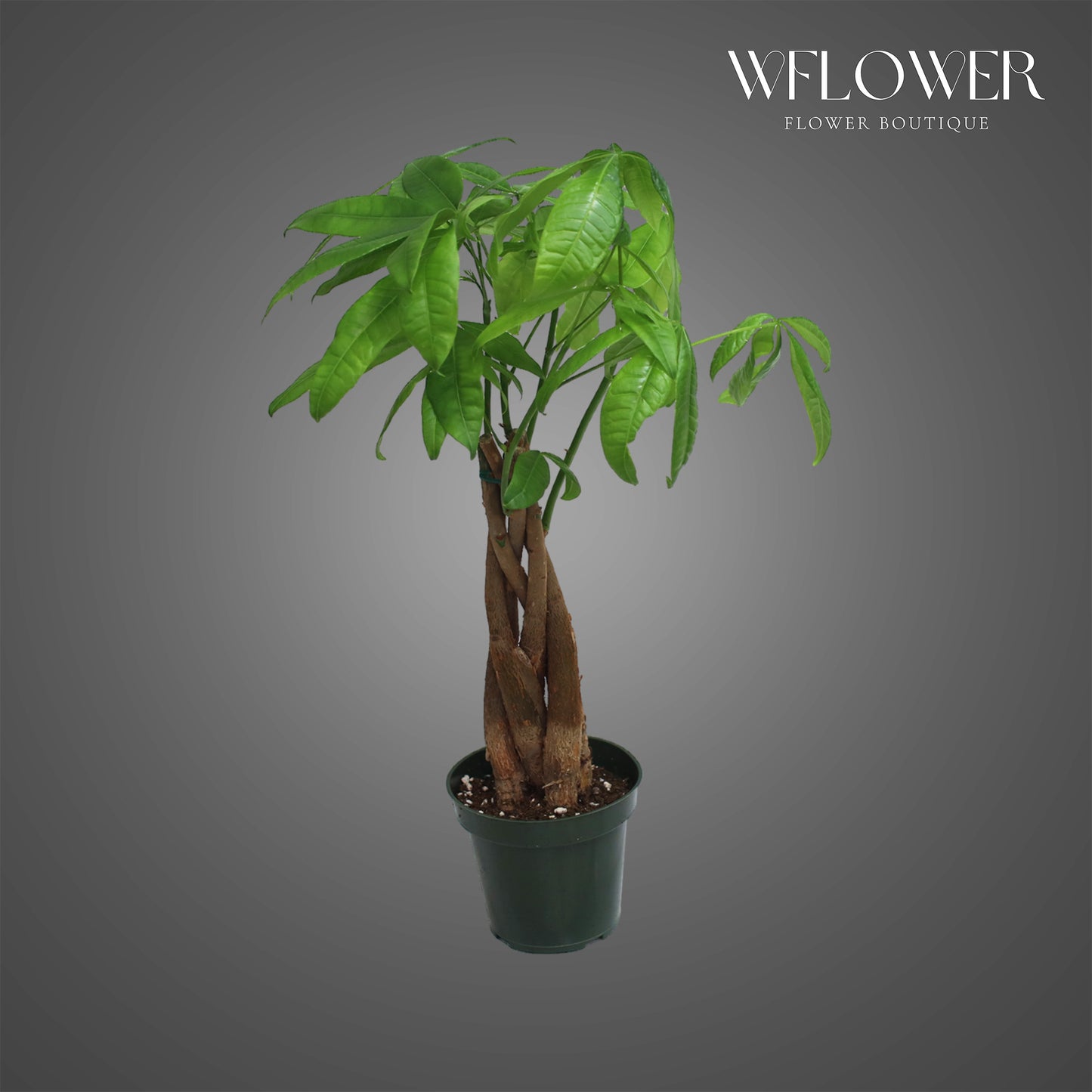Money Tree, approx. 2 ft tall potted indoor plant