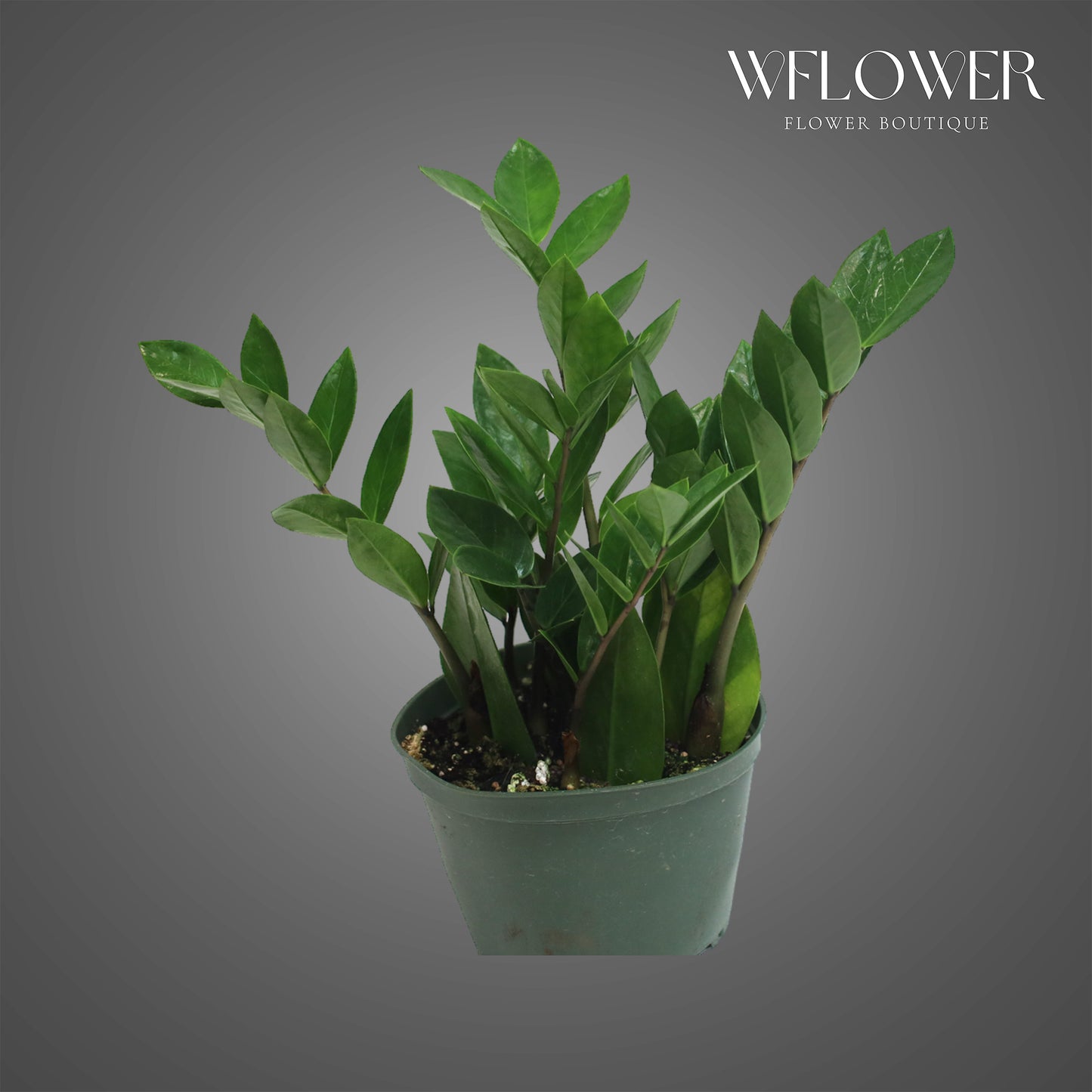 ZZ Plant, approx. 1.5 ft tall potted indoor plant