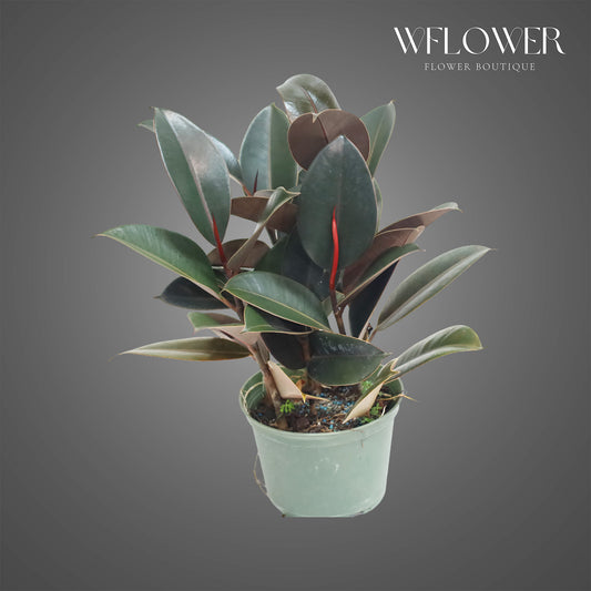Burgundy Rubber Plant, approx. 1.5 ft tall potted indoor plant