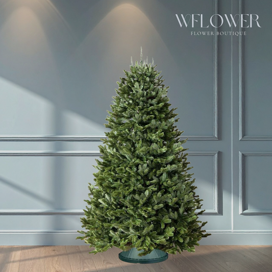Fresh Cut Fraser Fir Christmas Tree (5 to 6 ft)