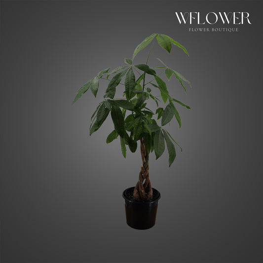 Braided money tree indoor plant in a black nursery pot