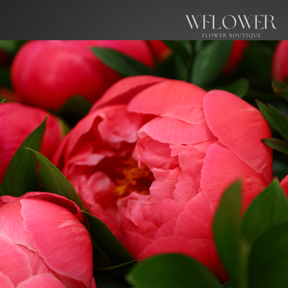Peony Coral Muse Signature Bouquet