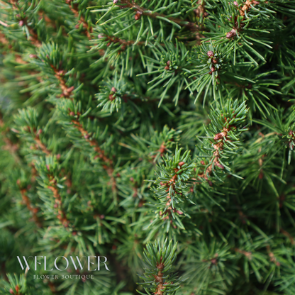 Fresh Cut Fraser Fir Christmas Tree (8 to 9 ft)