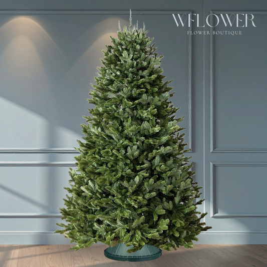 Fresh Cut Fraser Fir Christmas Tree (7 to 8 ft)
