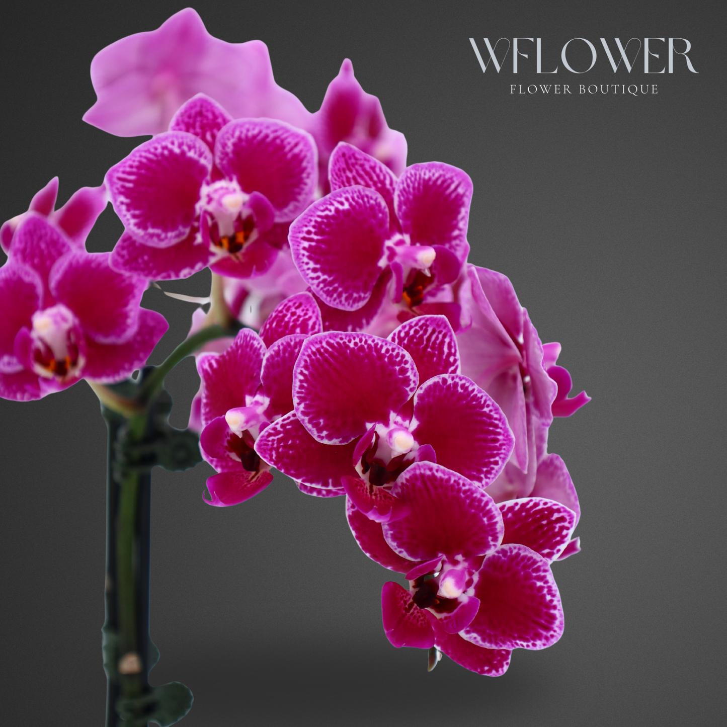 Mini Orchid, Two Stem 12–18 in, 3.5 in Ceramic Pot (Purple)