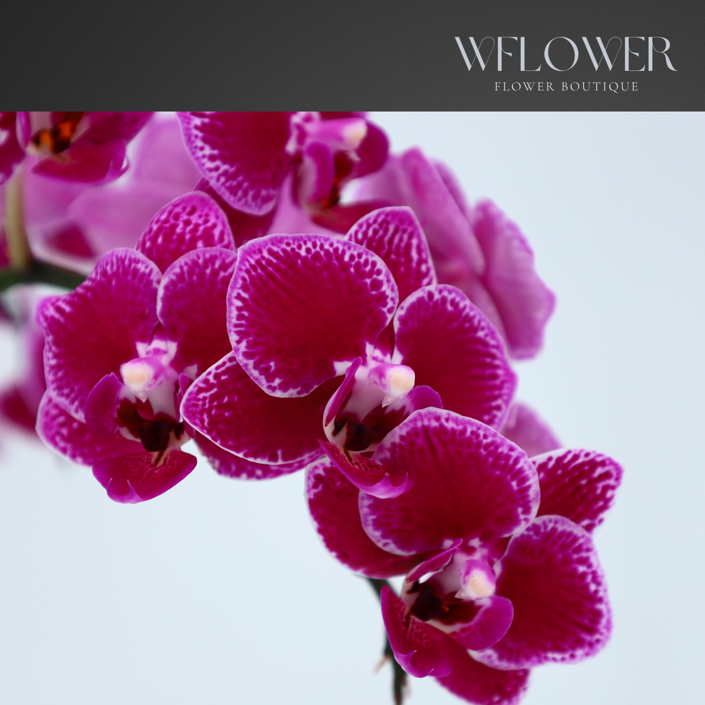 Mini Orchid, Two Stem 12–18 in, 3.5 in Ceramic Pot (Purple)