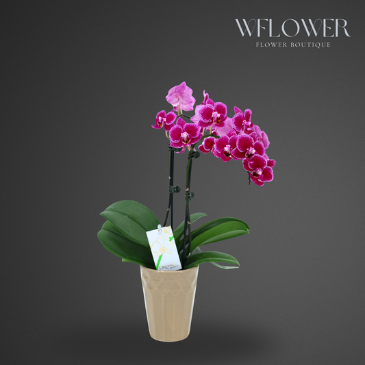 Mini Orchid, Two Stem 12–18 in, 3.5 in Ceramic Pot (Purple)