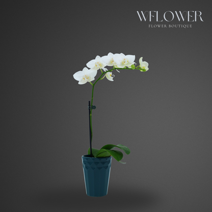 Mini Orchid, Single Stem 12–18 in, 3.5 in Ceramic Pot (White)
