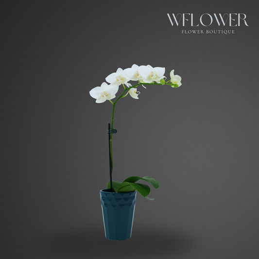 Mini Orchid, Single Stem 12–18 in, 3.5 in Ceramic Pot (White)