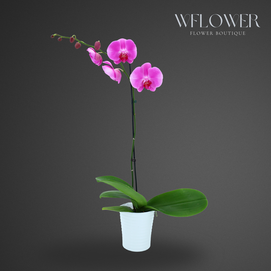 Standard Orchid, Single Stem 24–36 in, 5 in Ceramic Pot (Purple)