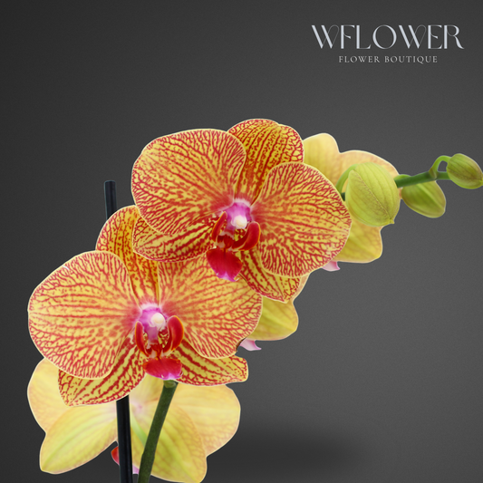 Standard Orchid, 24–36 in, 5 in Ceramic Pot (Yellow)