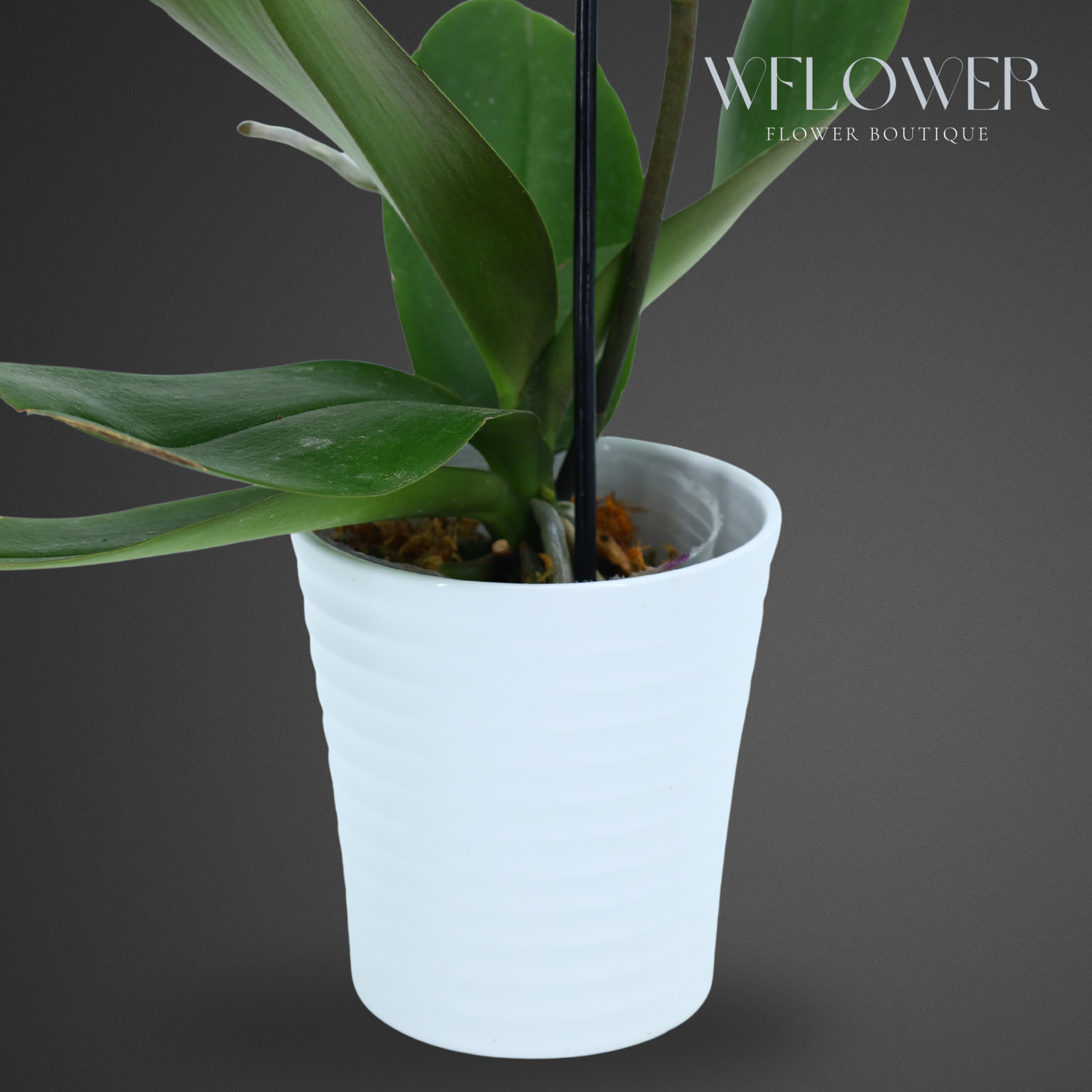 Standard Orchid, 24–36 in, 5 in Ceramic Pot (Yellow)