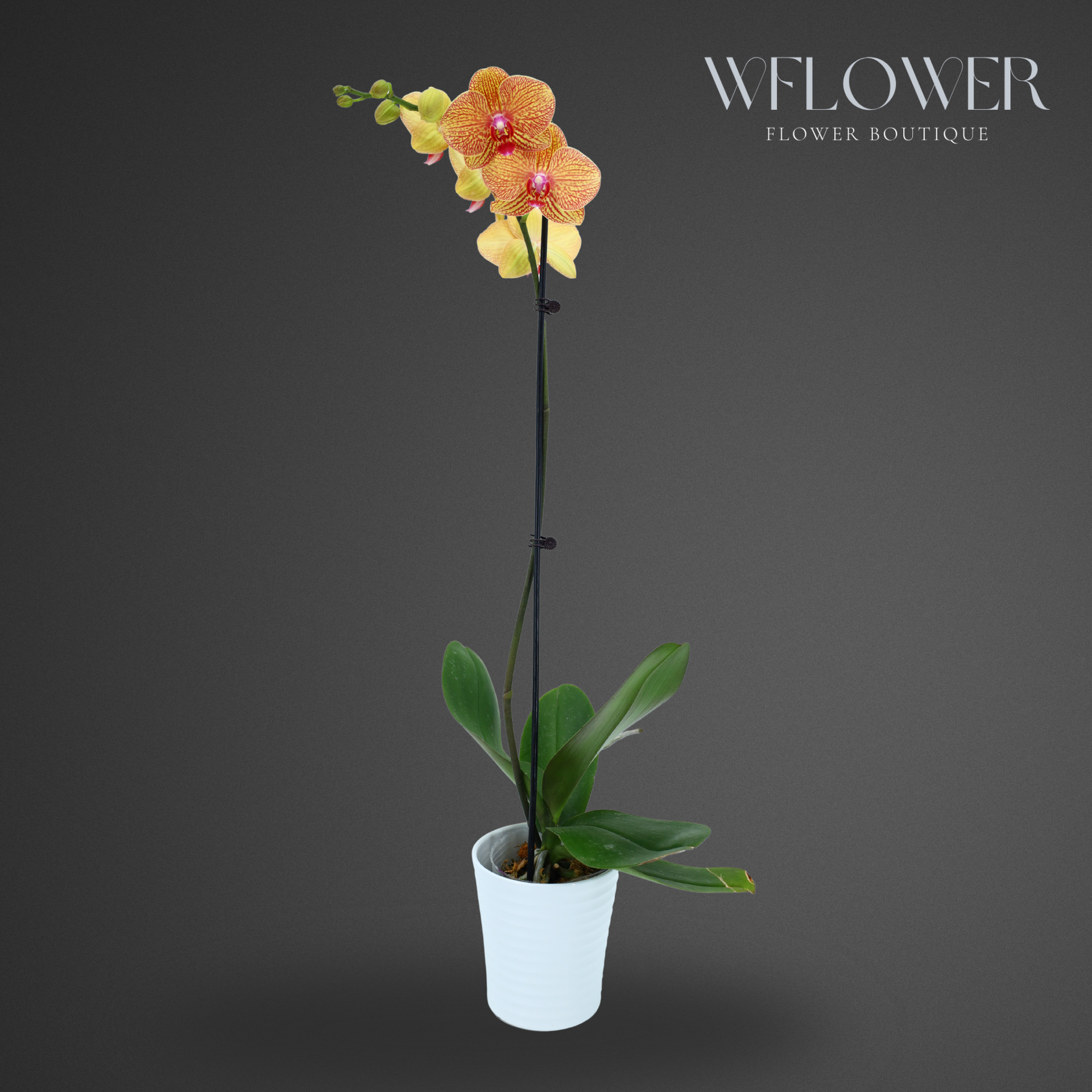 small yellow plant pot Standard Orchid, 24 to 36 in, 5 in Ceramic Pot (Yellow) – WFLOWER