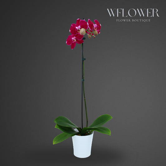 Standard Orchid, 24–36 in, 5 in Ceramic Pot (Red)