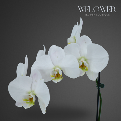 Standard Orchid, 24–36 in, 5 in Ceramic Pot (White)