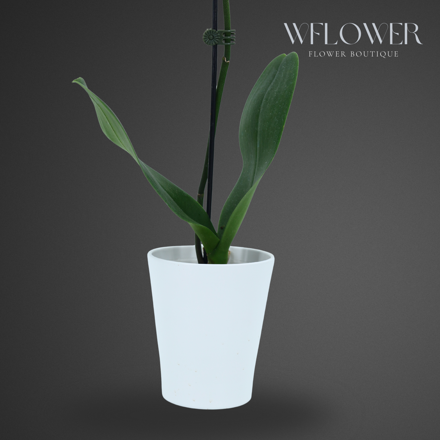Standard Orchid, 24–36 in, 5 in Ceramic Pot (White)