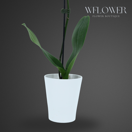 Standard Orchid, 24–36 in, 5 in Ceramic Pot (White)