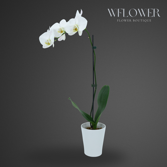 Standard Orchid, 24–36 in, 5 in Ceramic Pot (White)