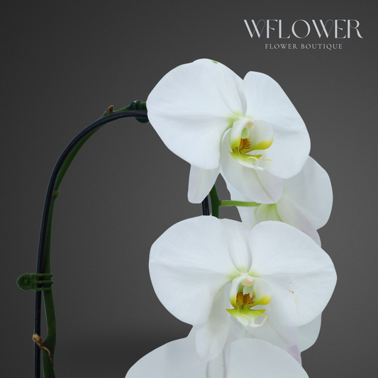 Waterfall Orchid, 24–36 in, 5 in Ceramic Pot (White)