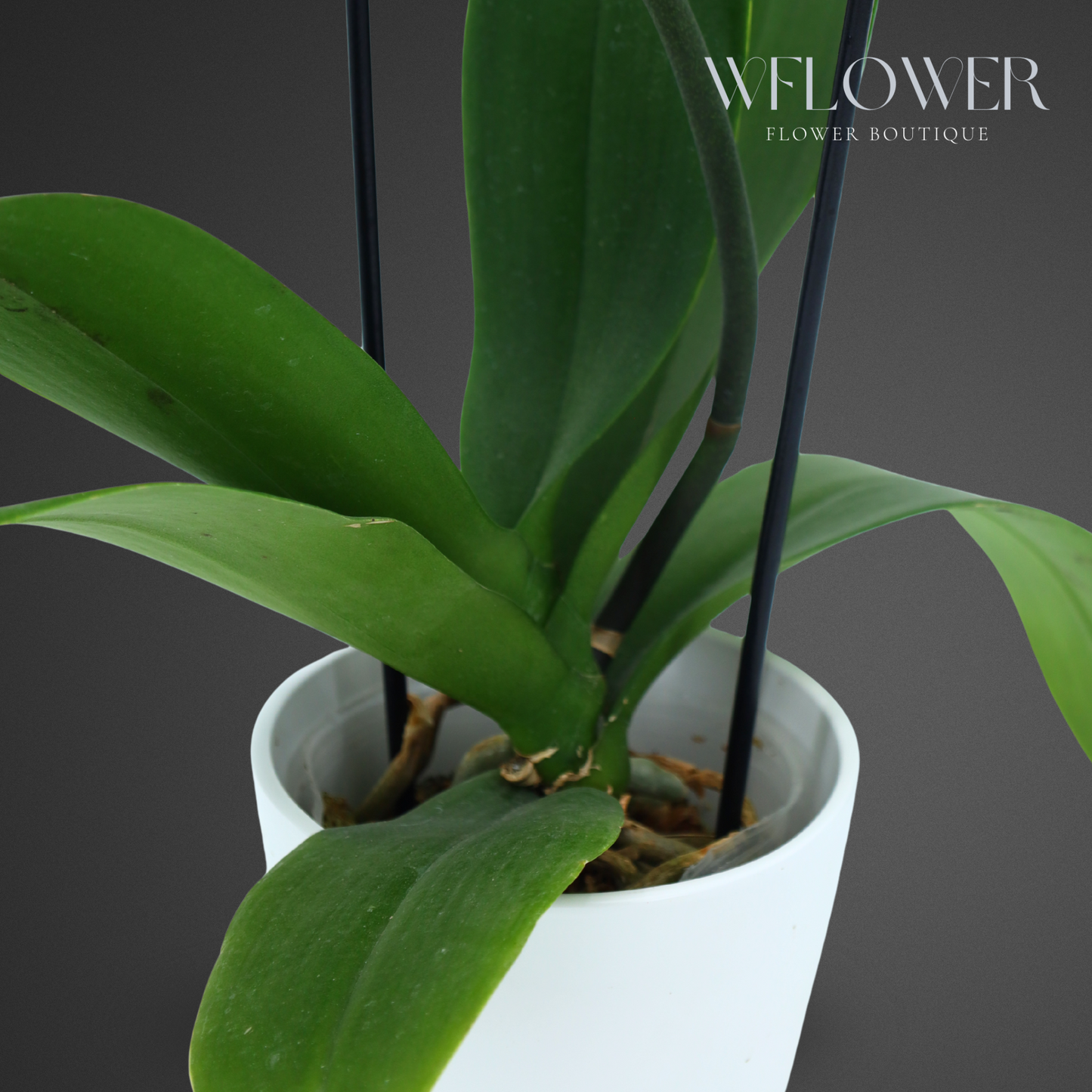 Waterfall Orchid, 24–36 in, 5 in Ceramic Pot (White)