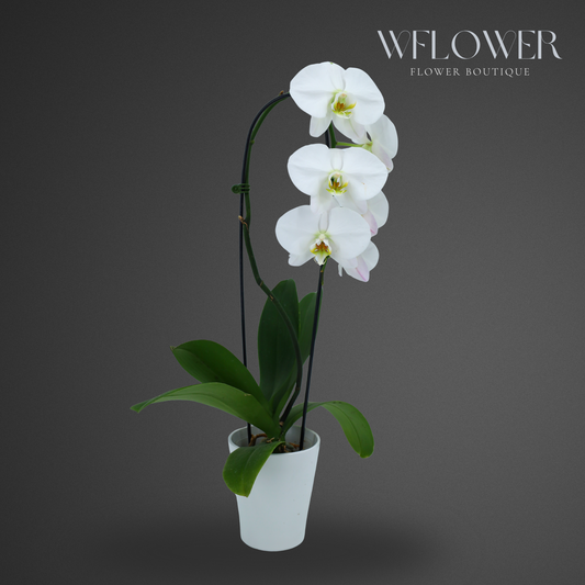 Waterfall Orchid, 24–36 in, 5 in Ceramic Pot (White)